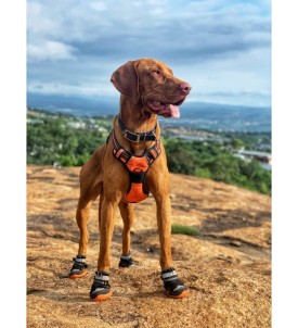 Chaussure pour chien Hiking